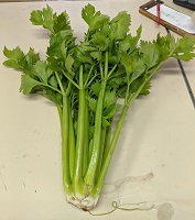 a stalk of celery